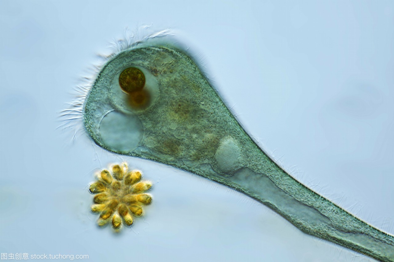 藍綠藻共生之美 聲音洪亮的大喇叭蟲與光合作用的奇妙結合